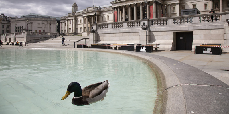 A duck in a pond at a Trafalgar Square, London