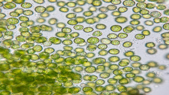 Microalgae are powerful miniature fuel factories that can be harnessed to produce feedstock for industrial production of fuels and materials. 